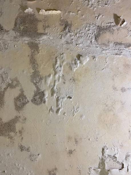 Best Localized Mold Remediation (e.g., coastal areas, humid climates) in Portland, IN
