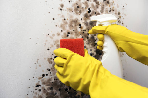 Best Bathroom Mold Remediation in Portland, IN