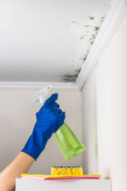 Best Kitchen Mold Remediation in Portland, IN
